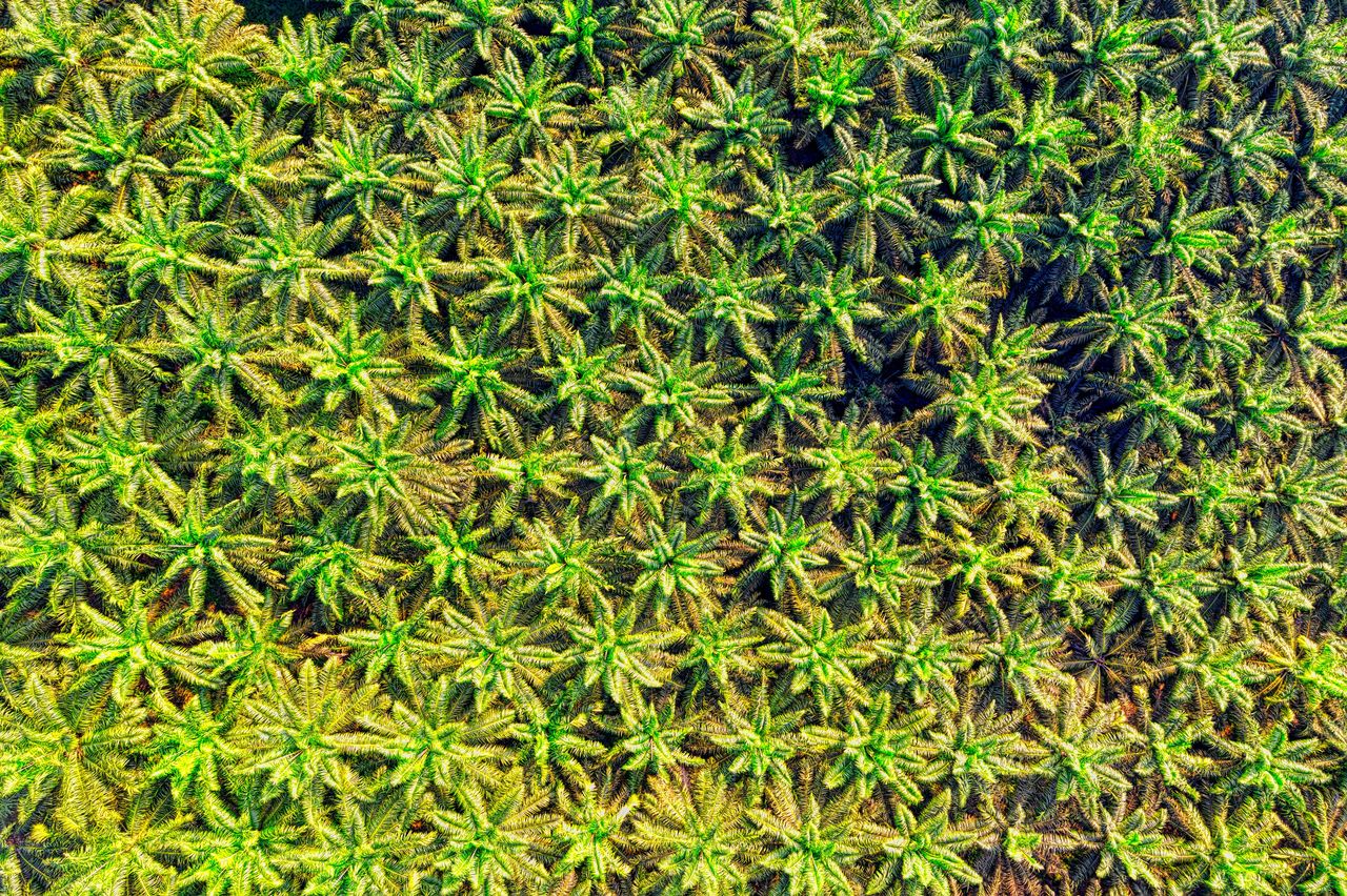 Sawitnya dari kebun sendiri