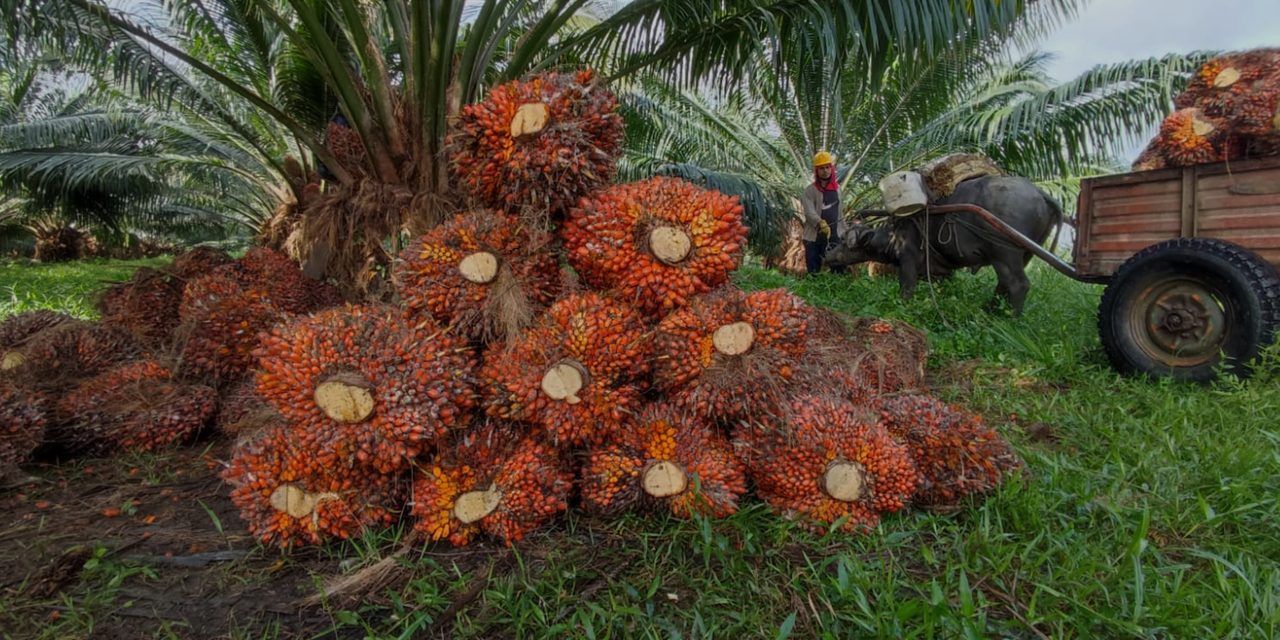 Grading Tandan Buah Segar Sawit Secara Real-Time dengan YOLOv4 Termodifikasi pada Ponsel